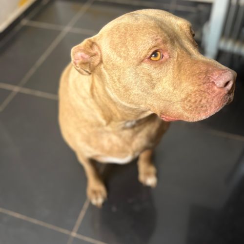 Je cherche à faire adopter mon chien