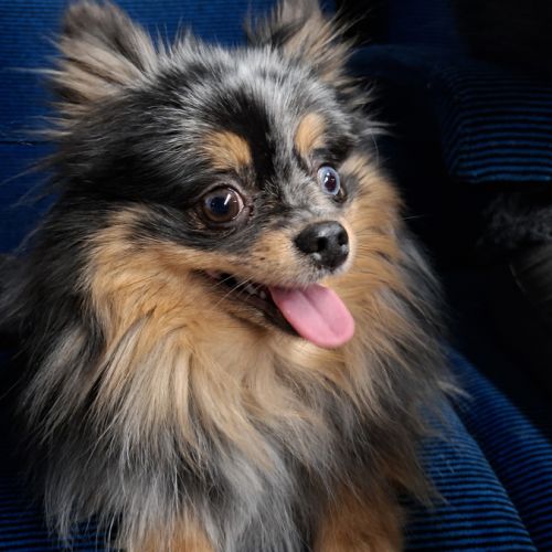 Spitz futurs bébés à naître