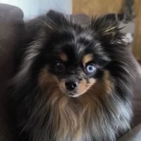 Spitz futurs bébés à naître #2