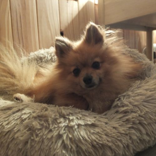 Futurs bébés spitz à naître #1