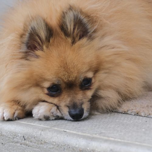 Futurs bébés spitz à naître