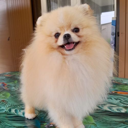 Futurs bébés spitz à naître #3