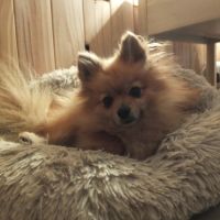 Futurs bébés spitz à naître #1