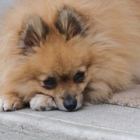 Futurs bébés spitz à naître