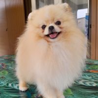 Futurs bébés spitz à naître #3