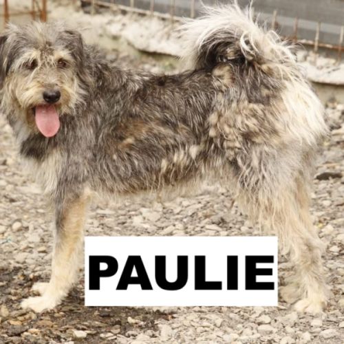 Paulie se trrouve dans un refuge en roumanie