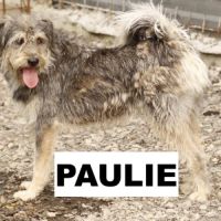 Paulie se trouve dans un refuge en roumanie