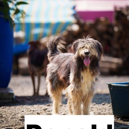 Donald se trouve dans un refuge en roumanie