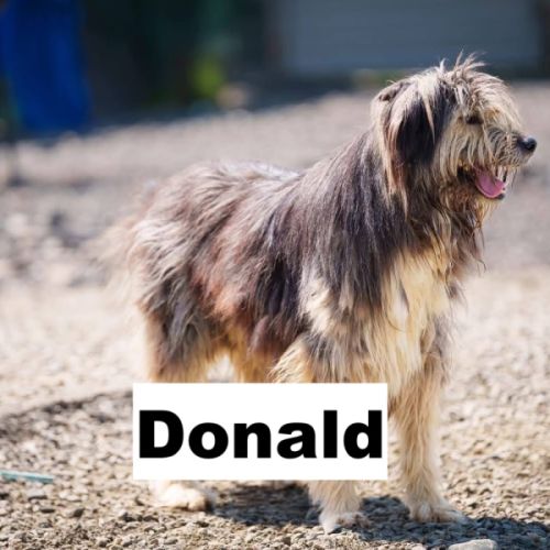 Donald se trouve dans un refuge en roumanie #2