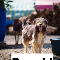 Donald se trouve dans un refuge en roumanie #0