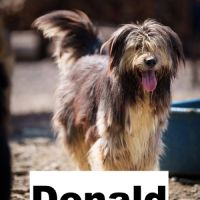 Donald se trouve dans un refuge en roumanie #3