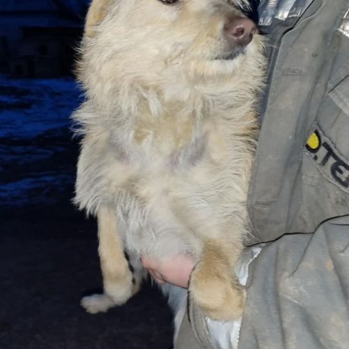 Herba se trouve dans un rfuge en ukraine #1