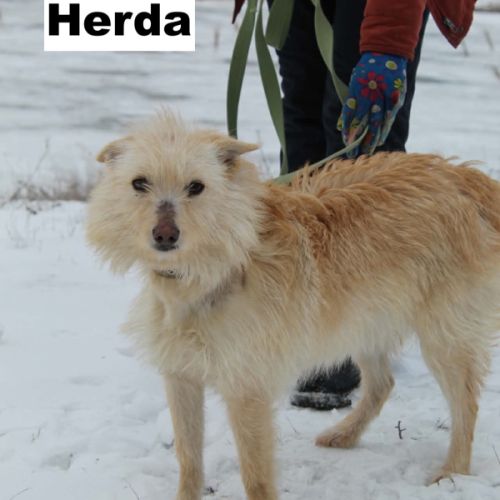 Herba se trouve dans un rfuge en ukraine #3