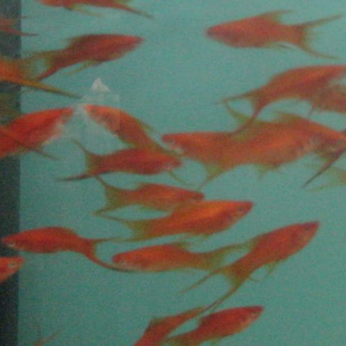 Ferme discus barbin #1