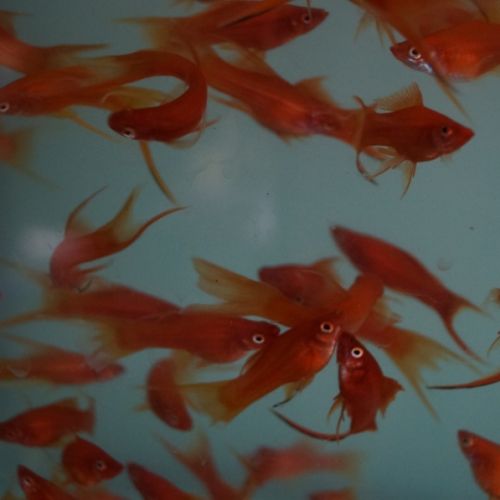 Ferme discus barbin #2