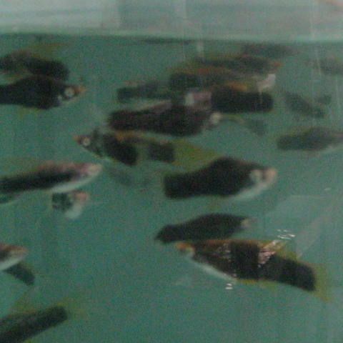 Ferme discus barbin #0