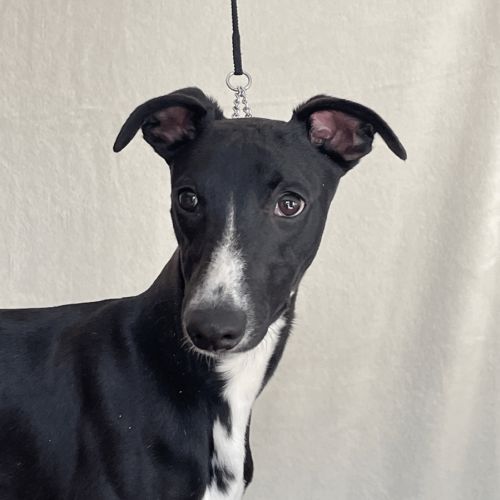 Jeune lévrier whippet mâle