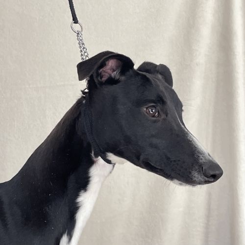 Jeune lévrier whippet mâle #2