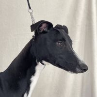 Jeune lévrier whippet mâle #2