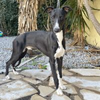 Jeune lévrier whippet mâle #3