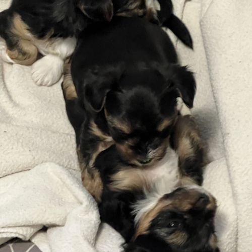 Yorkshire terrier mâles-petite taille-pedigree #4