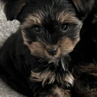Yorkshire terrier mâles-petite taille-pedigree