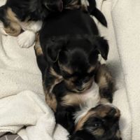 Yorkshire terrier mâles-petite taille-pedigree #4