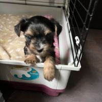Yorkshire terrier mâles-petite taille-pedigree #5