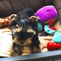 Yorkshire terrier mâles-petite taille-pedigree #6