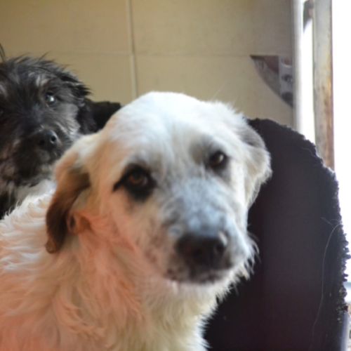 Chiots mastin espagnol 3 mois et demi #0