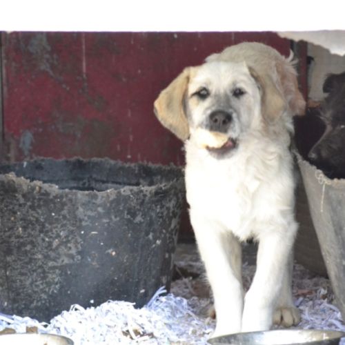 Chiots mastin espagnol 3 mois et demi #3