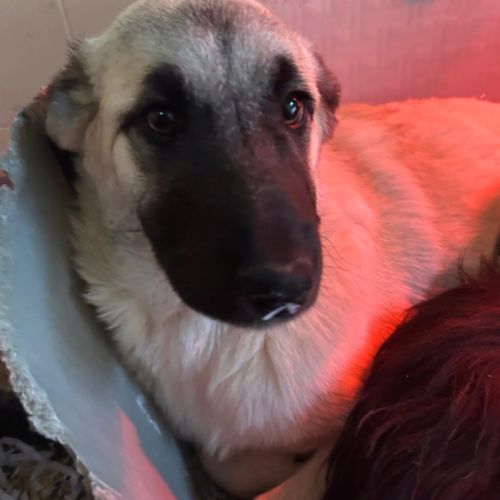 Chiots mastin espagnol 3 mois et demi #4