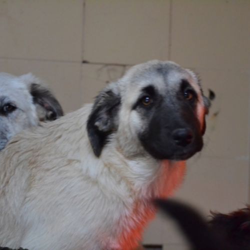 Chiots mastin espagnol 3 mois et demi #5