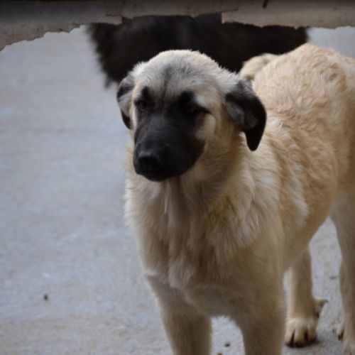 Chiots mastin espagnol 3 mois et demi #6