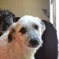 Chiots mastin espagnol 3 mois et demi