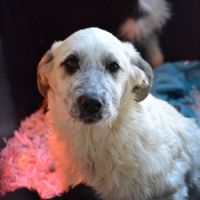 Chiots mastin espagnol 3 mois et demi #2