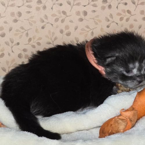 Chatons maine coon loof à réserver #3