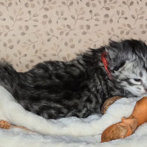 Chatons maine coon loof à réserver #4