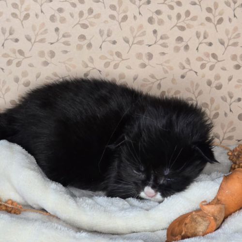 Chatons maine coon loof à réserver #0