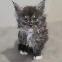 Chatons maine coon loof à réserver