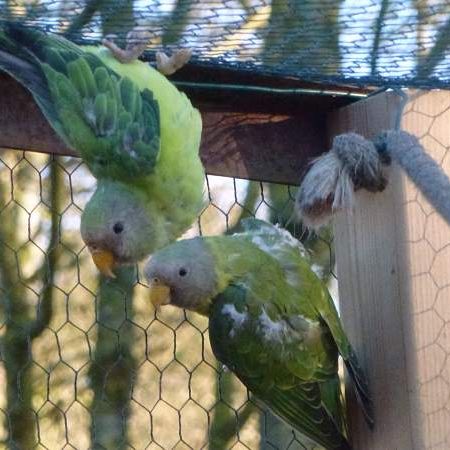 Couple tête de prune #1