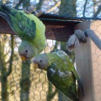 Couple tête de prune #1