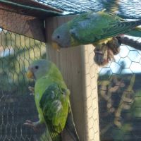 Couple tête de prune