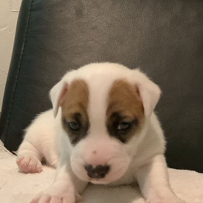 Chiot jack russell male #1