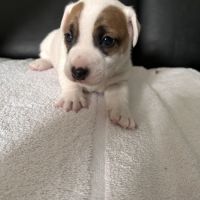 Chiot jack russell male