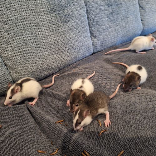 Rats à donner #0