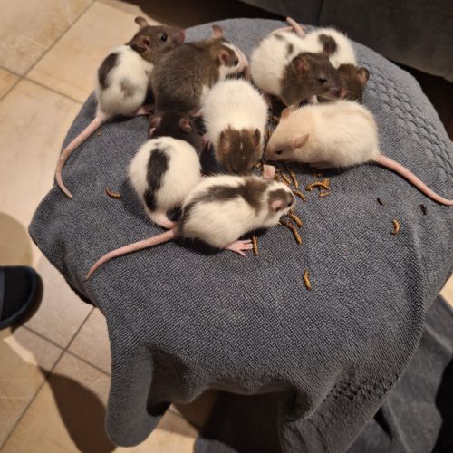 Rats à donner #3