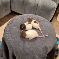 Rats à donner #2