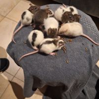 Rats à donner #3