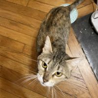 Riley, petite boule d’amour en quête de sa famille #1